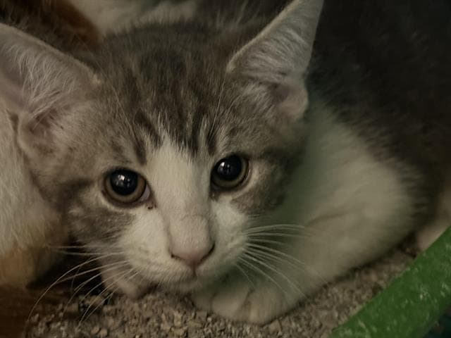 Unknown - Domestic Medium Hair