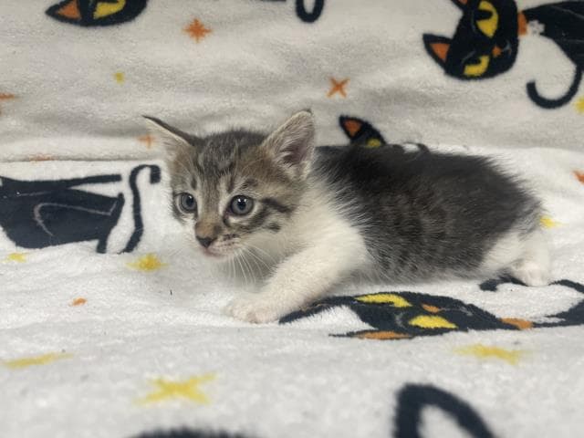 Unknown - Domestic Short Hair