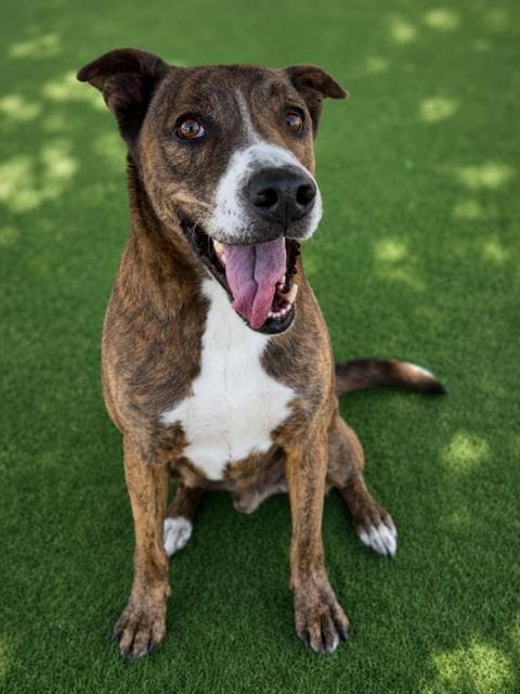 Buddy - American Bulldog