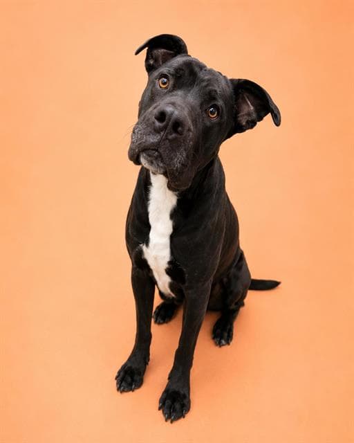 Waldo - Pit Bull Terrier