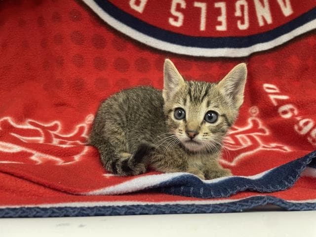 Amalie - Domestic Short Hair