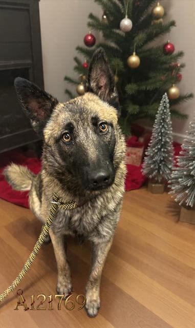 Lila - German Shepherd Dog