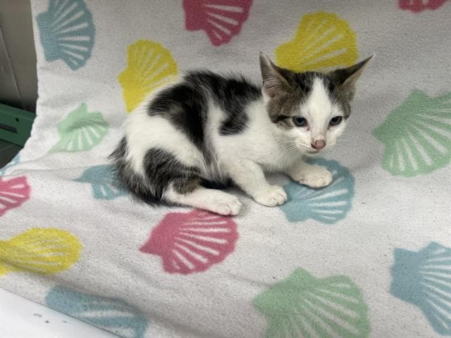 Unknown - Domestic Short Hair