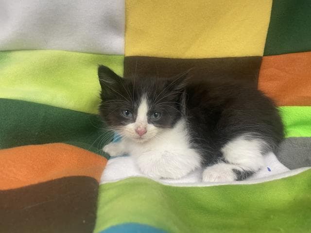 Unknown - Domestic Short Hair