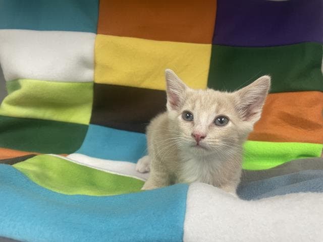 Unknown - Domestic Short Hair