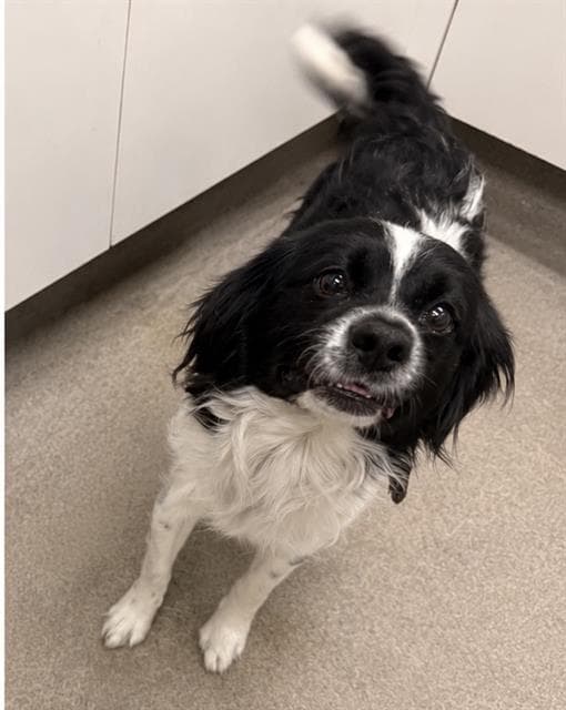 Karl Barx - Cavalier King Charles Spaniel