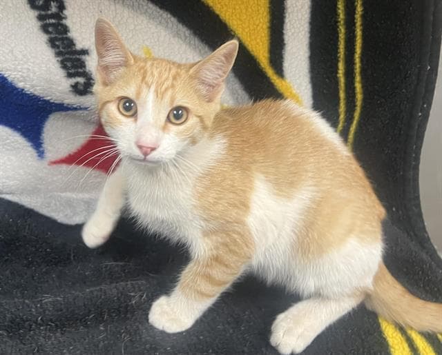 Clawdia - Domestic Short Hair