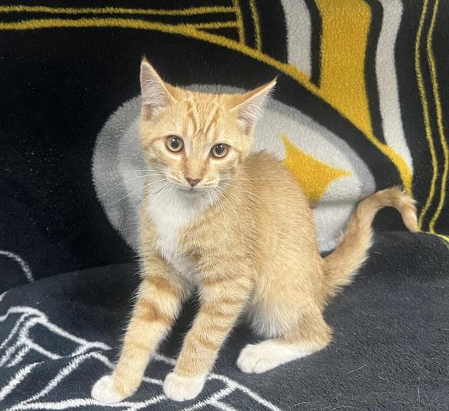 Pawblo Picatsso - Domestic Short Hair