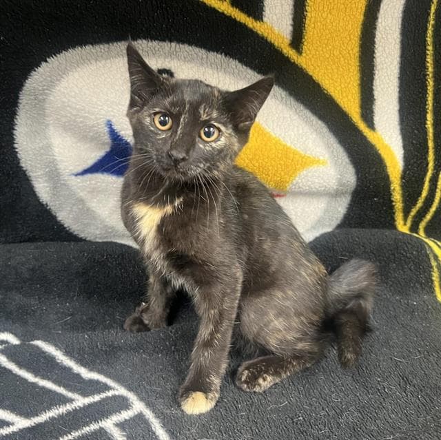 Meowtini - Domestic Short Hair