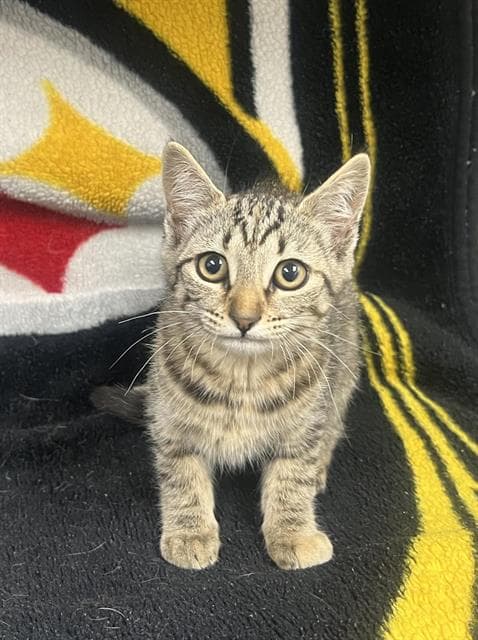Kitty Purry - Domestic Short Hair