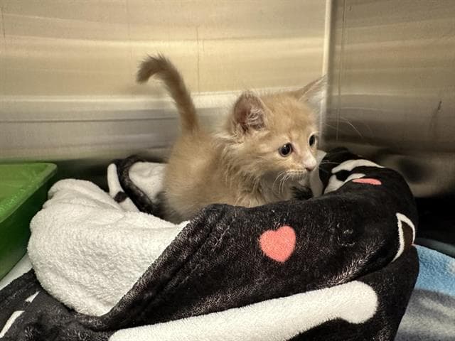 Poppyseed - Domestic Medium Hair