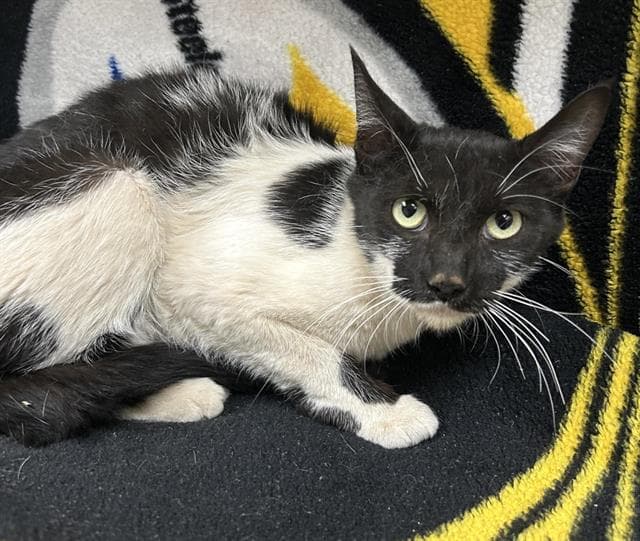 Meowly Cyrus - Domestic Short Hair