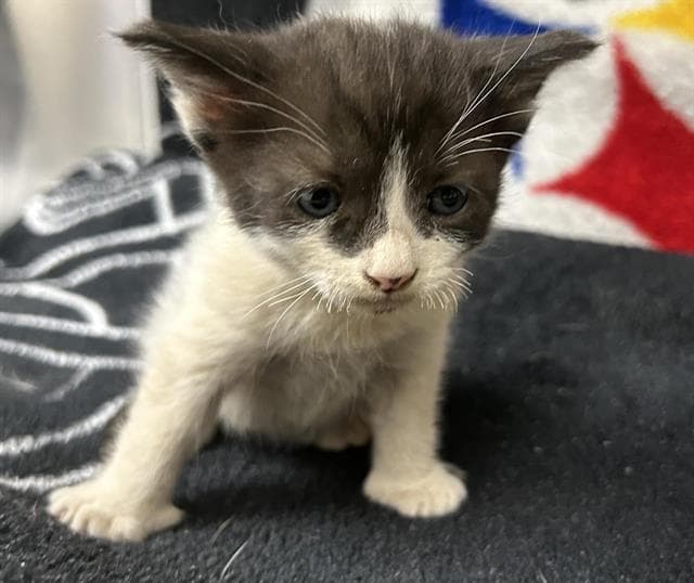 William Shakespaw - Domestic Short Hair