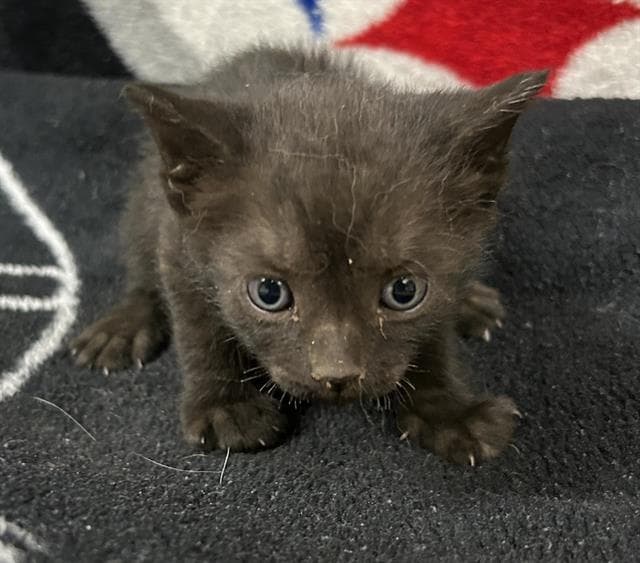 Cleocatra - Domestic Short Hair