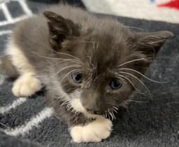 Catniss Everclean image 1