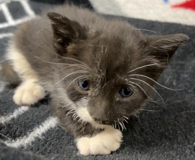 Catniss Everclean - Domestic Short Hair