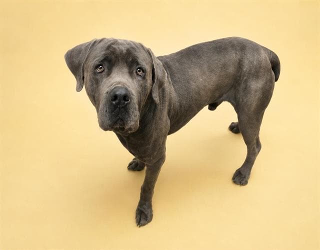 Fang - Cane Corso Mastiff