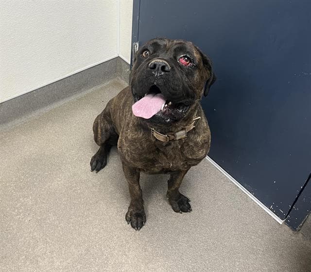 Brianna - Cane Corso Mastiff