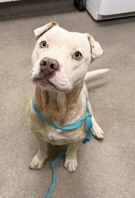 Unknown - Pit Bull Terrier