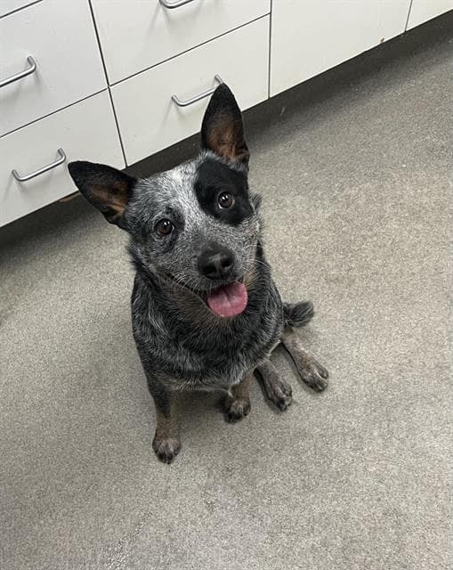 Happy Chappie - Australian Cattle Dog/Blue Heeler