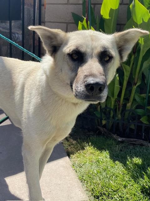 Summer - German Shepherd Dog