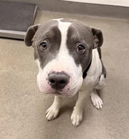 Petey image 1
