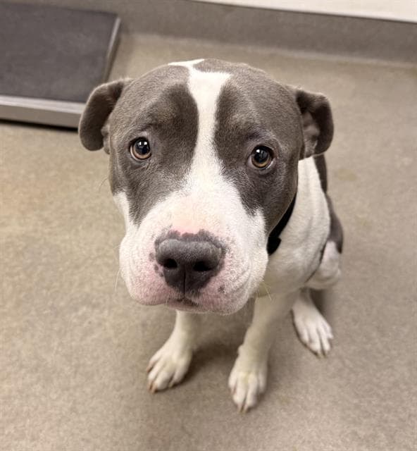 Petey - Pit Bull Terrier