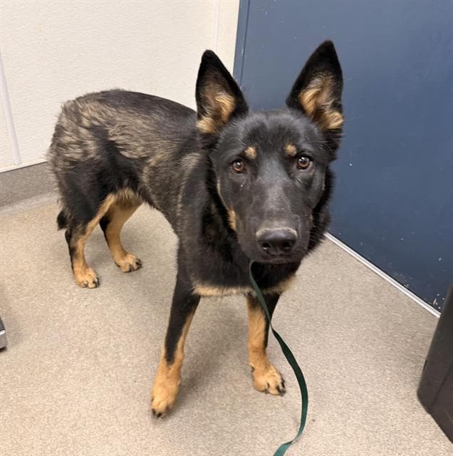 Scout - German Shepherd Dog