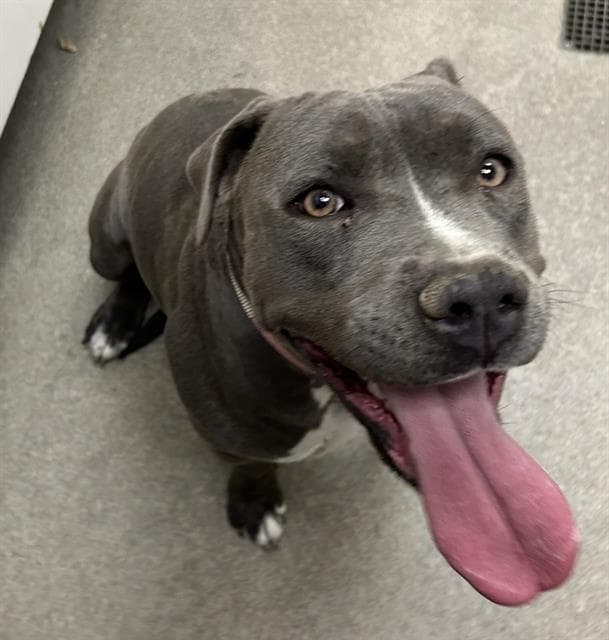 Princess - Pit Bull Terrier