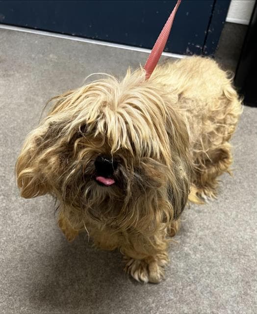Adam - Shih Tzu