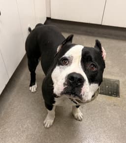 Rocko image 1