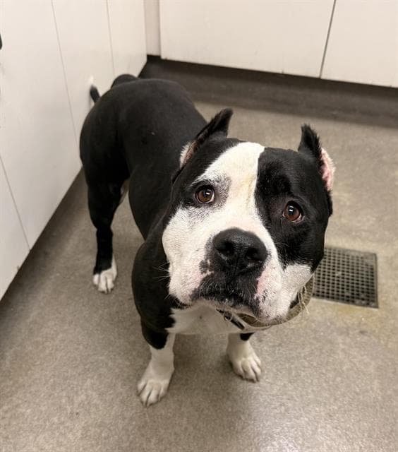 Rocko - Pit Bull Terrier