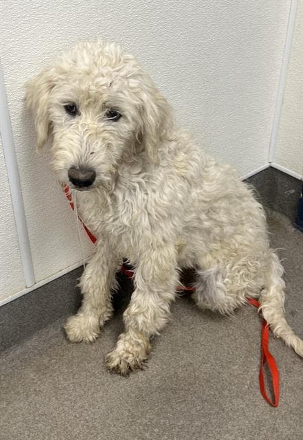 Unknown - Poodle (Standard)