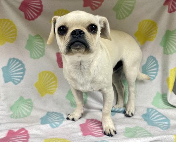 Charles Barkley - Pug