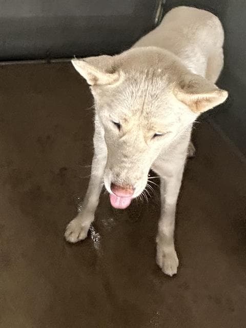 Unknown - Siberian Husky