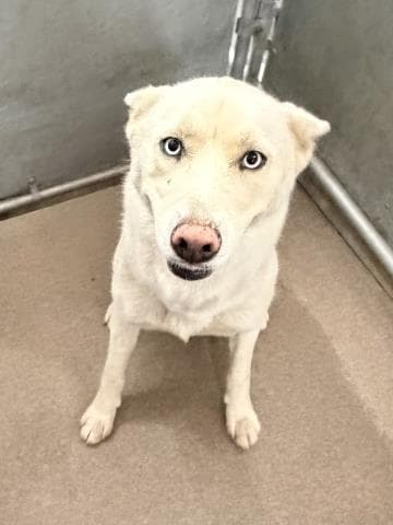 Unknown - Siberian Husky