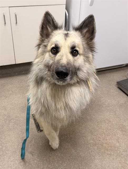 Majesty - German Shepherd Dog