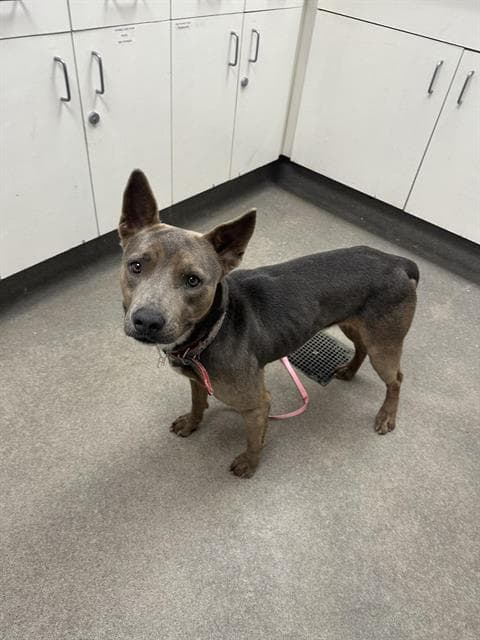 Pluma - Pit Bull Terrier