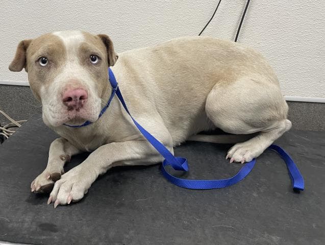 Clementine - Pit Bull Terrier