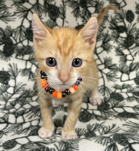 Louie - Domestic Short Hair