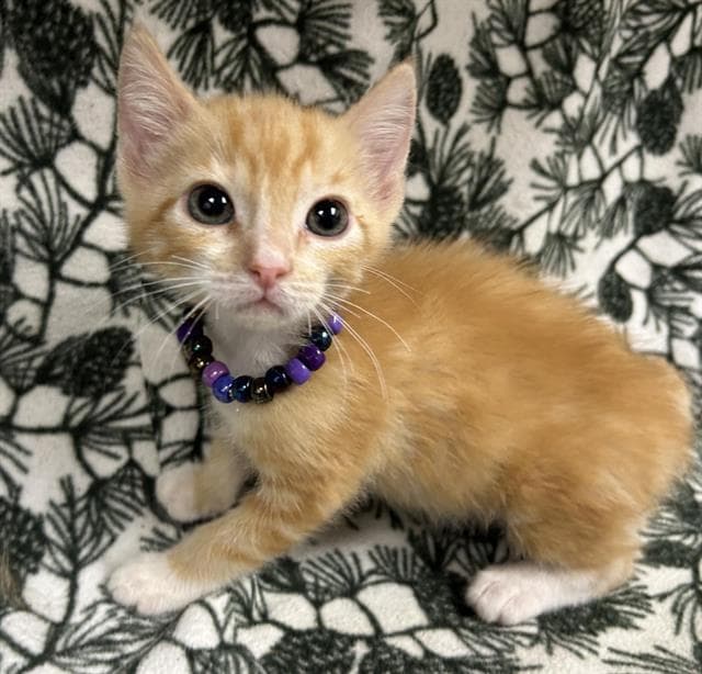 Major - Domestic Short Hair
