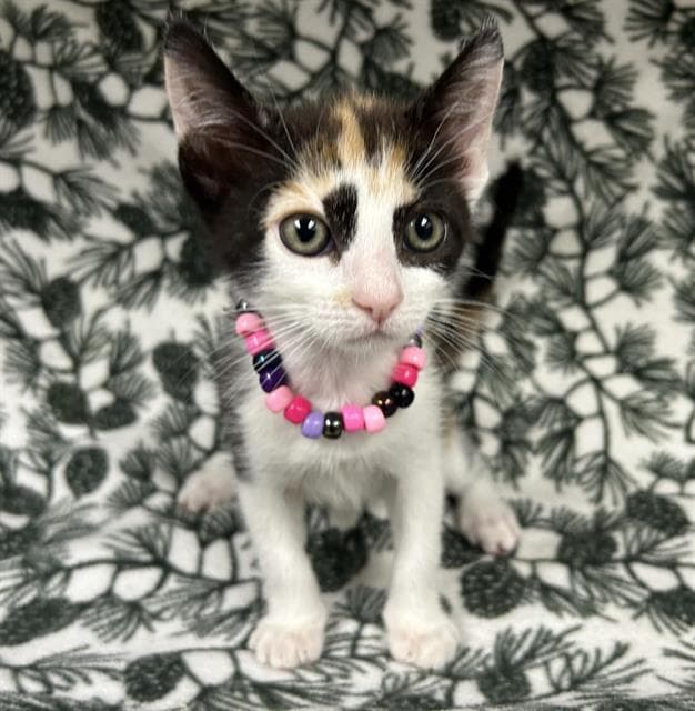 Alice - Domestic Short Hair
