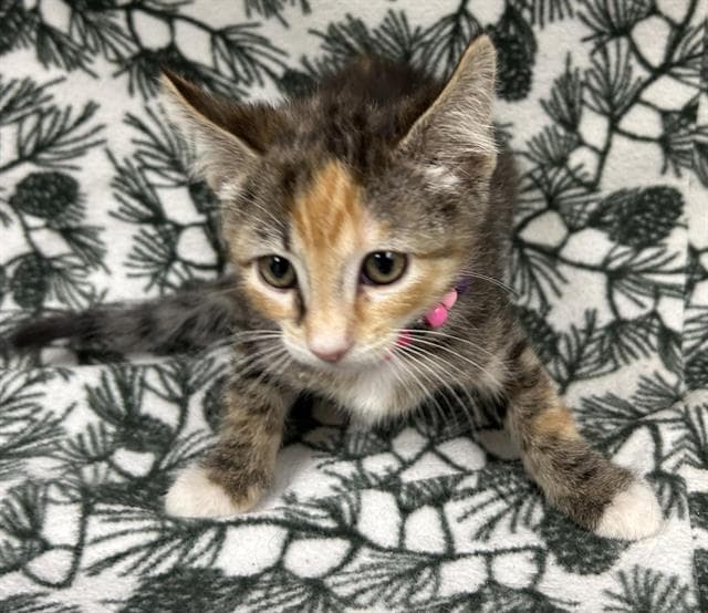 Delilah - Domestic Short Hair