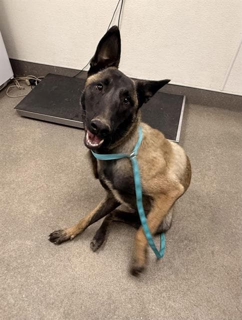 Reese - Belgian Shepherd Malinois