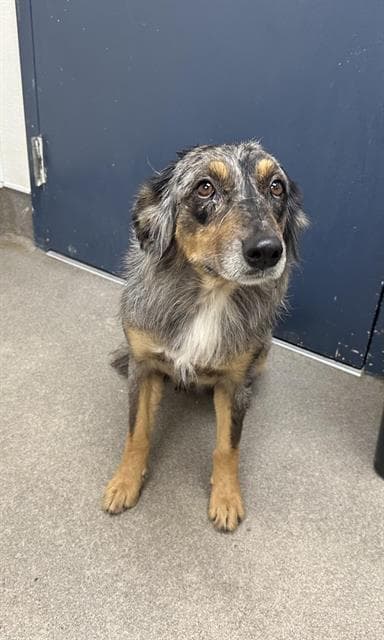 Unknown - Australian Shepherd