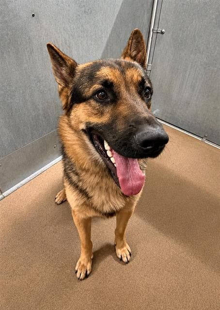 Unknown - German Shepherd Dog