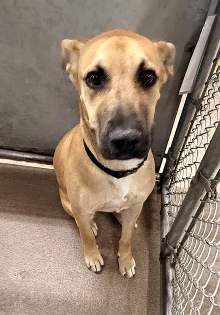 Unknown - German Shepherd Dog