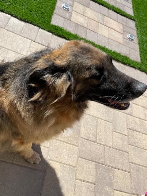 Unknown - German Shepherd Dog