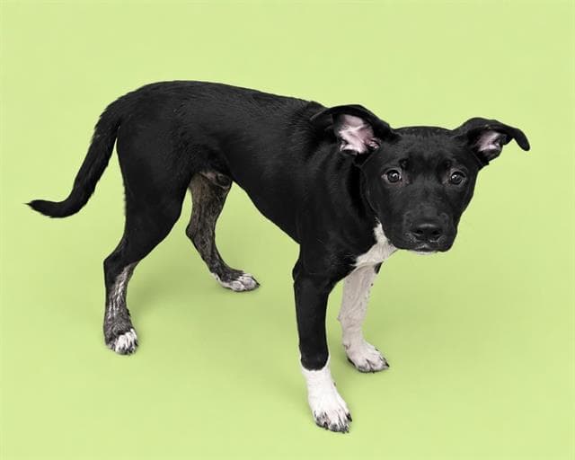 Scorpio - Labrador Retriever