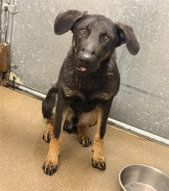 Unknown - German Shepherd Dog